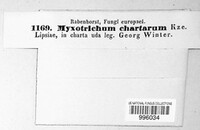 Myxotrichum chartarum image